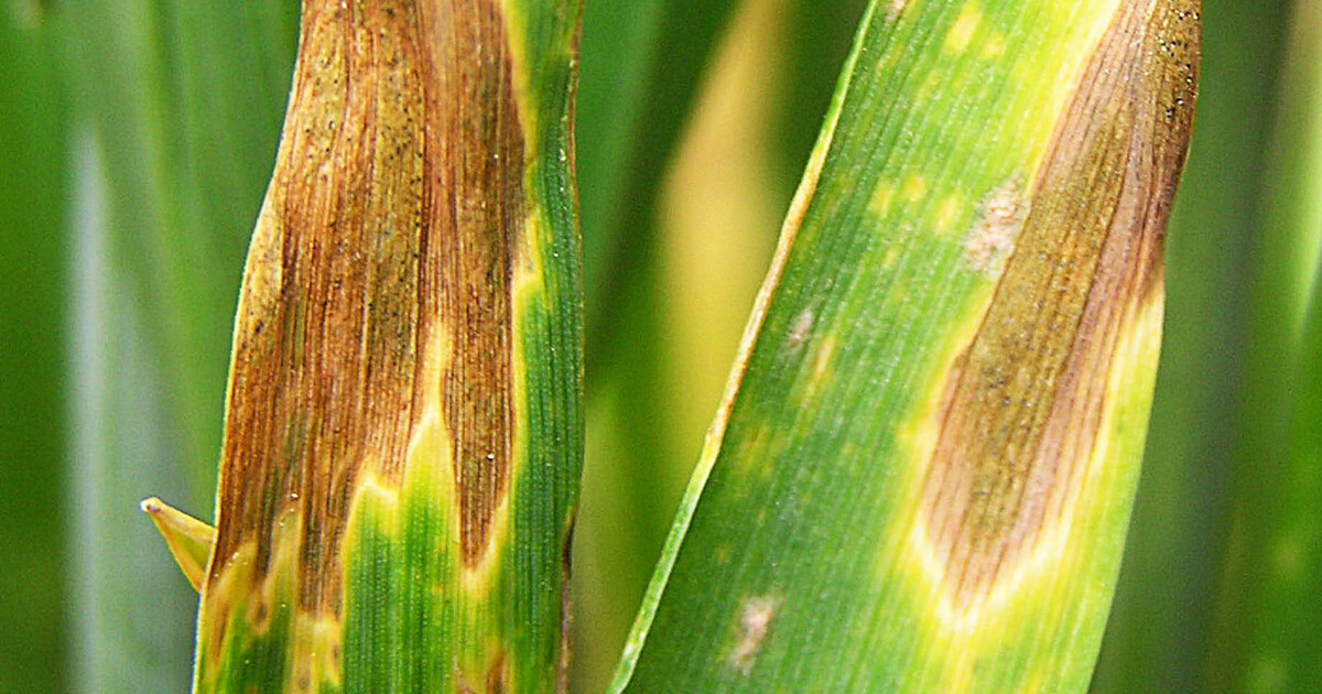 Cereal Disease Hub ADAMA